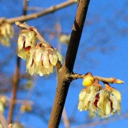 Winterzoet (Chimonanthus Praecox) 1 Winterzoet (Chimonanthus Praecox)