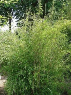 Niet Woekerende Bamboe (Fargesia 'Great Wall') -Tuinplantenwinkel 20100106102329 4