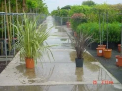 Nieuw Zeelands Vlas (Phormium Tenax)