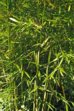 Niet Woekerende Bamboe (Fargesia Robusta) 20 Niet Woekerende Bamboe (Fargesia Robusta) -Tuinplantenwinkel 20100223184938 5