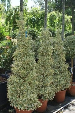 Kardinaalshoed Als Pyramide (Euonymus Japonicus 'Bravo') -Tuinplantenwinkel 20100712164204 3 1