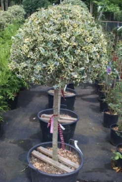 Hulst Op Stam (Ilex 'Argentea Marginata') -Tuinplantenwinkel 20100712171848 1 1