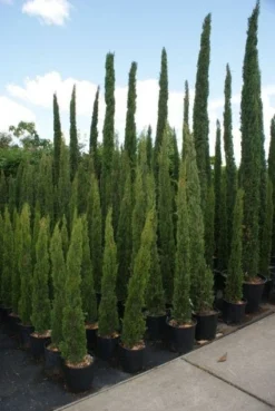 Italiaanse Cipres (Cupressus Sempervirens 'Totem')