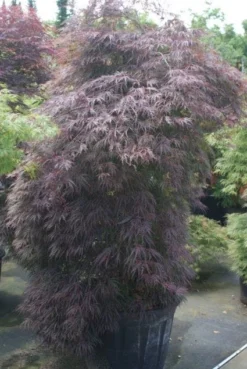 Japanse Esdoorn (Acer Palmatum 'Inabe-shidare') -Tuinplantenwinkel 20100719111147 6