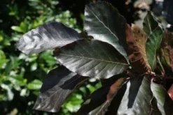 Rode Zuilbeuk (Fagus Sylvatica 'Dawyck Purple') -Tuinplantenwinkel 20100720135944 20