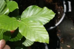 Gele Zuilbeuk (Fagus Sylvatica 'Dawyck Gold') -Tuinplantenwinkel 20100720141916 9