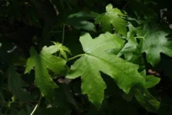 Amberboom (Liquidambar Styraciflua 'Worplesdon') -Tuinplantenwinkel 20100720143206 13