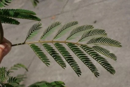 Perzische Slaapboom (Albizia Julibrissin) 5 Perzische Slaapboom (Albizia Julibrissin) - Afbeelding 5