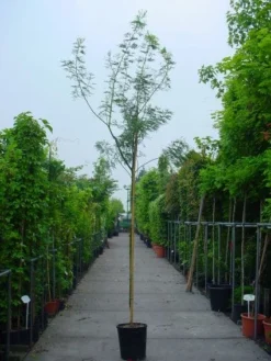 Mimosa Als Boom (Acacia Dealbata) -Tuinplantenwinkel 20100906111726 7