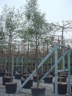 Mimosa Als Boom (Acacia Dealbata) -Tuinplantenwinkel 20100906111736 6 1