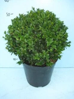 Buxusbol (Buxus Sempervirens, Bolvorm) -Tuinplantenwinkel 20101207115632 20 1