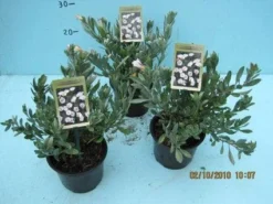 Zilverwinde (Convolvulus Cneorum ) -Tuinplantenwinkel 20101207115958 2