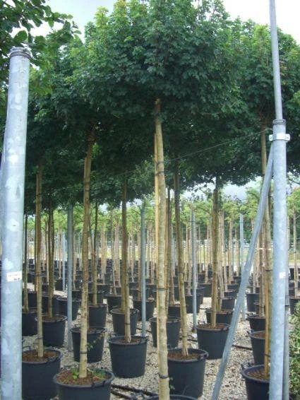 Bolesdoorn (Acer Campestre 'Nanum') 3 Bolesdoorn (Acer Campestre 'Nanum') - Afbeelding 3