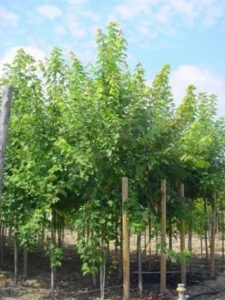 Esdoorn (Acer Freemanii 'Autumn Blaze')