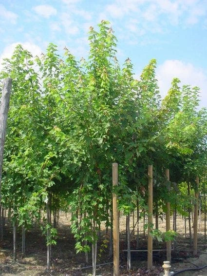 Esdoorn (Acer Freemanii 'Autumn Blaze') 1 Esdoorn (Acer Freemanii 'Autumn Blaze')