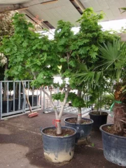 Japanse Esdoorn (Acer Japonicum 'Vitifolium') -Tuinplantenwinkel 20101207145443 7