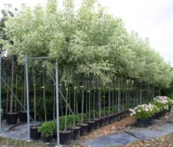 Vederesdoorn Als Boom (Acer Negundo 'Flamingo')