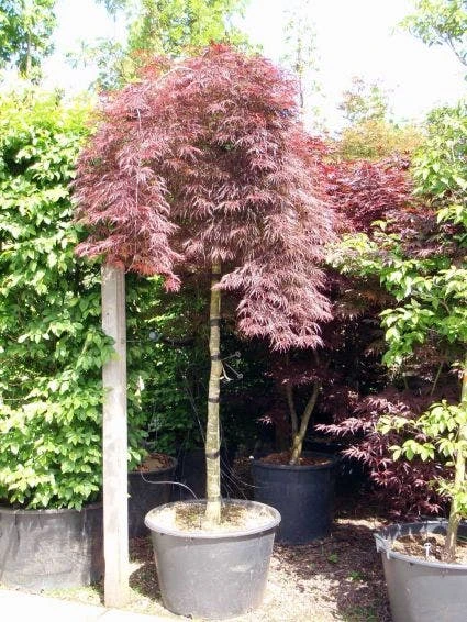Japanse Esdoorn Als Boom (Acer Palmatum 'Inabe-shidare') 1 Japanse Esdoorn Als Boom (Acer Palmatum 'Inabe-shidare')