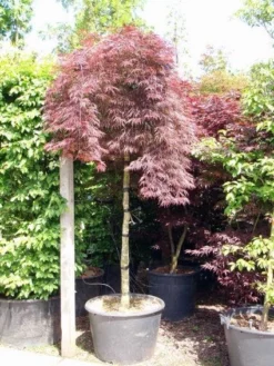 Japanse Esdoorn Als Boom (Acer Palmatum 'Inabe-shidare')
