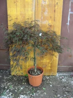 Japanse Esdoorn (Acer Palmatum 'Ornatum') -Tuinplantenwinkel 20101207164407 11