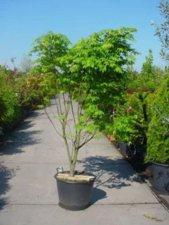 Japanse Esdoorn (Acer Palmatum 'Osakazuki') -Tuinplantenwinkel 20101207164946 9