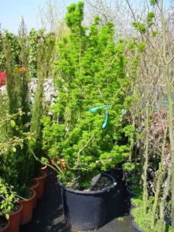 Japanse Esdoorn (Acer Palmatum 'Shishigashira')