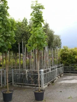 Noorse Esdoorn (Acer Platanoides 'Emerald Queen')