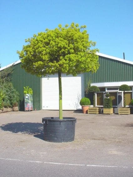 Bolesdoorn (Acer Platanoides 'Globosum') 6 Bolesdoorn (Acer Platanoides 'Globosum') - Afbeelding 6