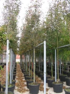 Krentenboom (Amelanchier Arborea 'Robin Hill') -Tuinplantenwinkel 20101209111140 10 1