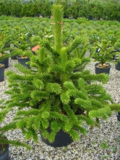 Apeboom (Araucaria Araucana) -Tuinplantenwinkel 20101209111447 17