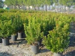 Aardbeiboom Als Struik (Arbutus Unedo) -Tuinplantenwinkel 20101209111801 7