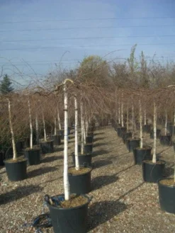 Prieelberk (Betula Pendula 'Youngii') 10 Prieelberk (Betula Pendula 'Youngii') -Tuinplantenwinkel 20101209130348 14