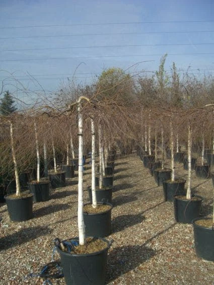 Prieelberk (Betula Pendula 'Youngii') 4 Prieelberk (Betula Pendula 'Youngii') - Afbeelding 4