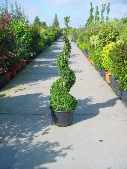 Buxus Als Spiraal (Buxus Sempervirens) 2 Buxus Als Spiraal (Buxus Sempervirens) - Afbeelding 2