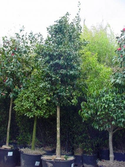 Camelia Als Boom (Camellia Japonica) 2 Camelia Als Boom (Camellia Japonica) - Afbeelding 2