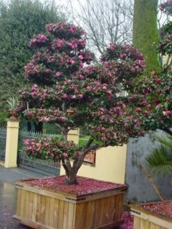 Camelia Als Bonsai (Camellia Sasanqua) -Tuinplantenwinkel 20101209155313 2 3