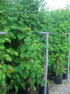 Trompetbloem (Campsis Tagliabuana 'Mme Galen') -Tuinplantenwinkel 20101209155845 9