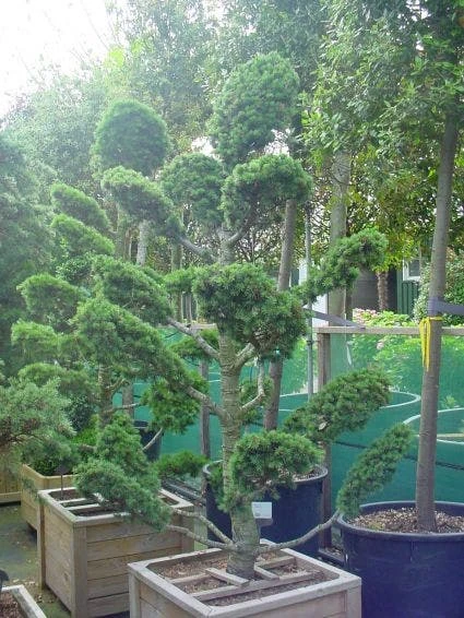 Libanonceder Als Bonsai (Cedrus Libani) 2 Libanonceder Als Bonsai (Cedrus Libani) - Afbeelding 2