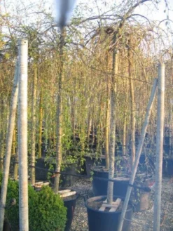 Treurhaagbeuk (Carpinus Betulus 'Pendula')
