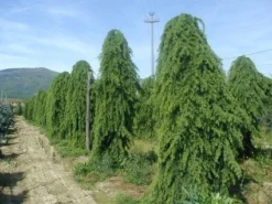 Treurceder (Cedrus Deodara 'Pendula') -Tuinplantenwinkel 20101212154305 13 2