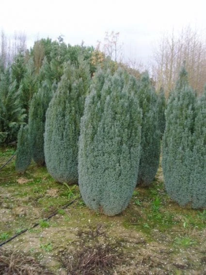 Cypres (Chamaecyparis Lawsoniana 'Ellwoodii') 2 Cypres (Chamaecyparis Lawsoniana 'Ellwoodii') - Afbeelding 2
