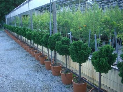 Dwergcypres Op Stam (Chamaecyparis Obtusa 'Nana Gracilis') 1 Dwergcypres Op Stam (Chamaecyparis Obtusa 'Nana Gracilis')