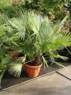 Dwergpalm (Chamaerops Humilis)