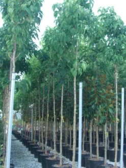 Pindakaasboom (Clerodendrum Trichotomum) -Tuinplantenwinkel 20101213092824 7