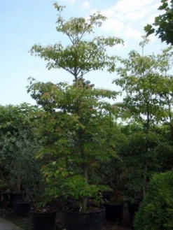 Reuzenkornoelje (Cornus Controversa) 7 Reuzenkornoelje (Cornus Controversa) -Tuinplantenwinkel 20101213094526 11 1