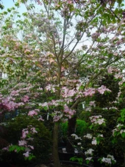Amerikaanse Kornoelje (Cornus Florida 'Rubra') -Tuinplantenwinkel 20101213094837 7