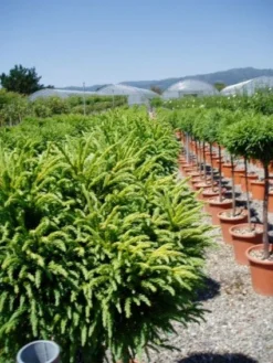 Sikkelden Op Stam (Cryptomeria Japonica 'Globosa Nana') -Tuinplantenwinkel 20101213102352 1
