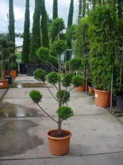 Cupressocyparis Als Bonsai (Cupressocyparis Leylandii 'Castlewellan Gold' ) -Tuinplantenwinkel 20101213113337 7 1