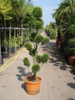 Cupressocyparis Als Bonsai (Cupressocyparis Leylandii 'Castlewellan Gold' )