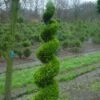 Cupressocyparis Als Spiraal (Cupressocyparis Leylandii 'Gold Rider')